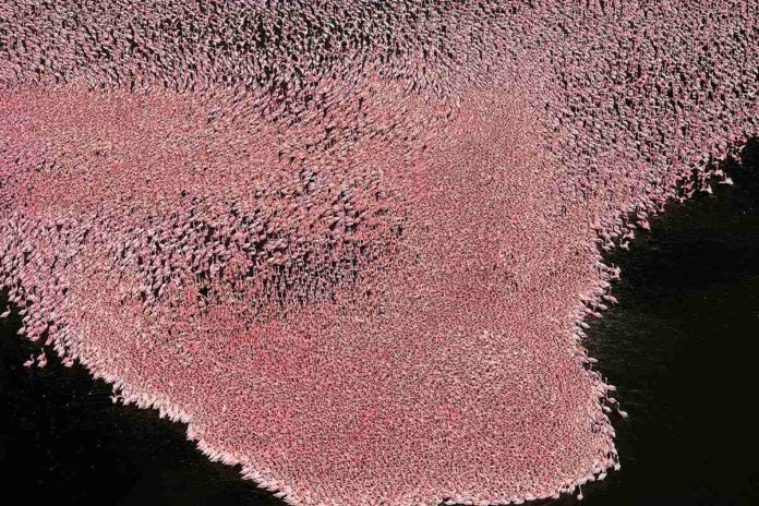 Flamingos-on-Lake-Nakuru-Kenya-c-Yann-Arthus-Bertrand-696x464