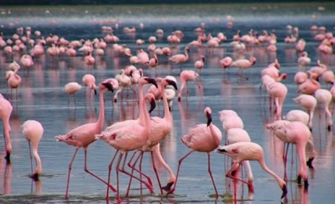 flamingo-ordusu